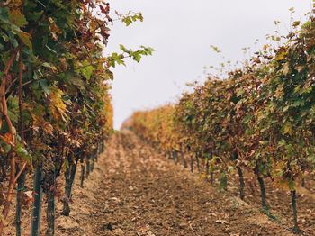 View of vineyard against sky during autumn