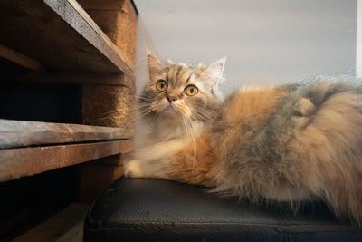 Portrait of cat relaxing at home