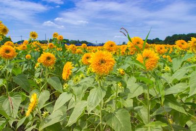 Close-up of yellow flowers blooming in field