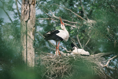 Bird perching on a tree