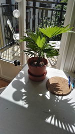 Potted plant on table at home