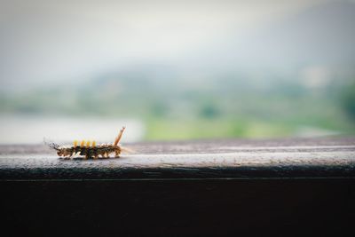 Hairy insect