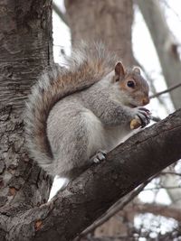 Low angle view of squirrel on tree