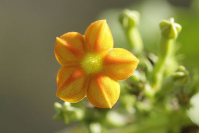 Close-up of orange flower