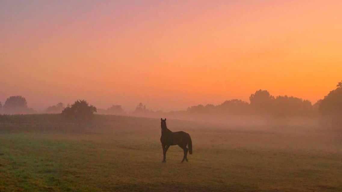 animal, animal themes, mammal, domestic animals, one animal, field, vertebrate, sky, land, sunset, beauty in nature, landscape, environment, animal wildlife, fog, no people, domestic, nature, plant, livestock, herbivorous