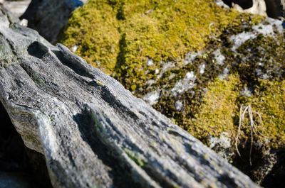 Close-up of moss on tree trunk