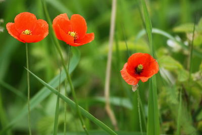 Close-up of red poppy flowers on field