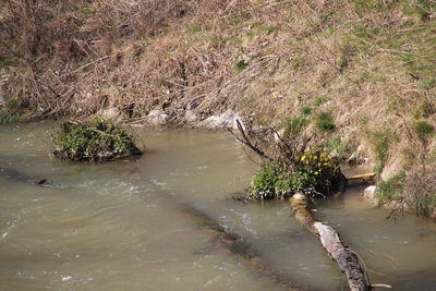 High angle view of plants growing in river