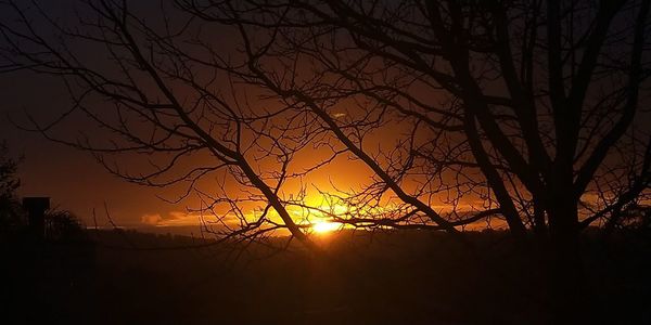 Silhouette bare tree against orange sky