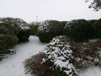 Close-up of snow covered trees against sky