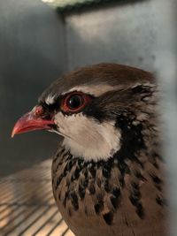 Close-up of bird