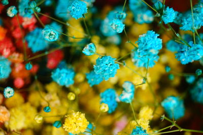 Close-up of blue flowering plant