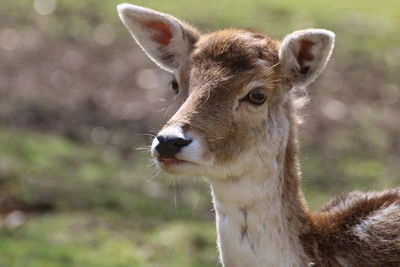 Close-up of deer on field