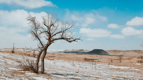 Bare tree on desert against sky