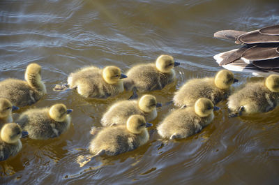 Flock of goslings in lake