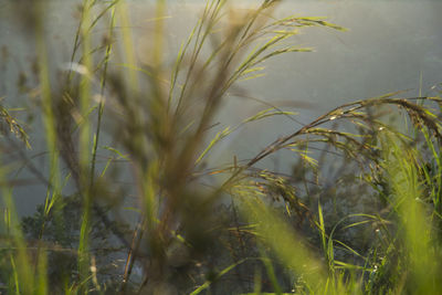 Close-up of fresh grass