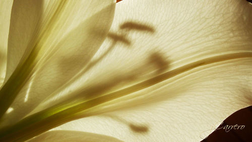 close-up