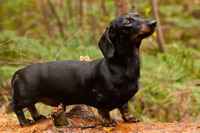 Black dog looking away while sitting outdoors