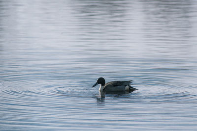 Duck swimming in lake