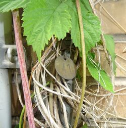 Close-up of birds in nest