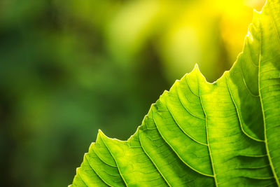 Green leaves with detailed lines and surface.