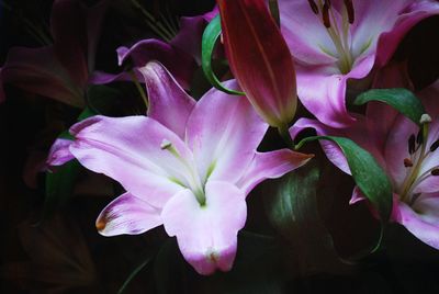 Close-up of pink flowering plant