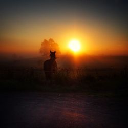 Scenic view of landscape at sunset