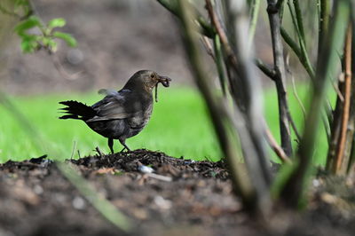 Close-up of bird perching on tree