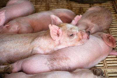 High angle view of pigs lying outdoors