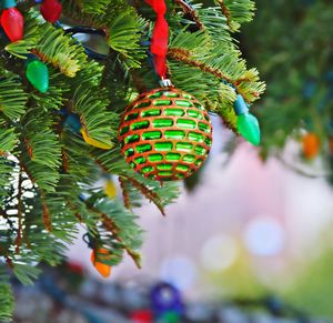 Close-up of pine cone on tree