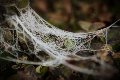 Close-up of spider web on plant