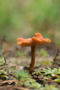 Uneatable mushroom, forest