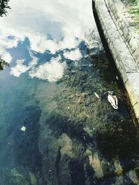 High angle view of duck swimming in lake
