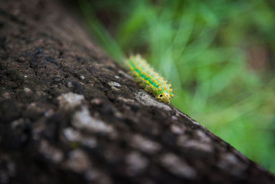 Close-up of insect on wood