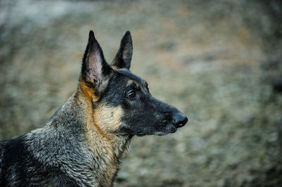 Close-up of dog