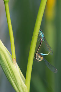 Close-up of damselflies mating on plant