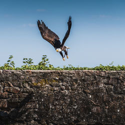 Low angle view of bird flying against the sky