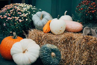 Pumpkins on hay against plants at yard