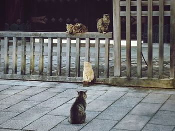 View of two cats on metal railing