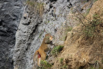 Monkey on rock