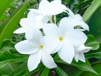 Close-up of white flowers blooming outdoors