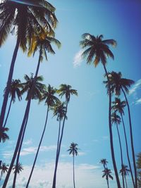 Low angle view of palm trees