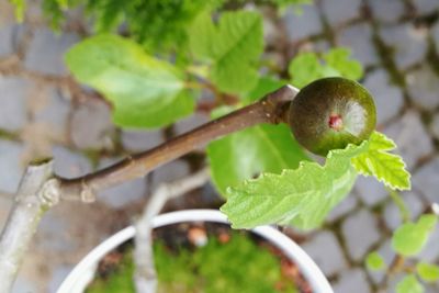 Close-up of fruit growing on tree