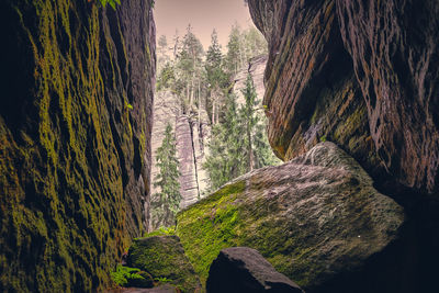 Plants growing on rock