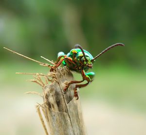 Close-up of insect on tree