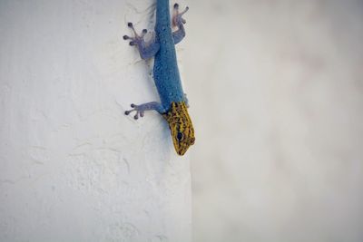 Close-up of insect on wall