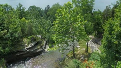 Scenic view of forest