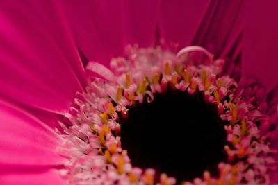 Close-up of pink daisy flower