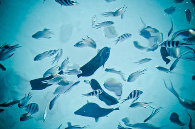 Fish swimming in sea