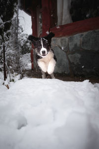 Portrait of dog in snow